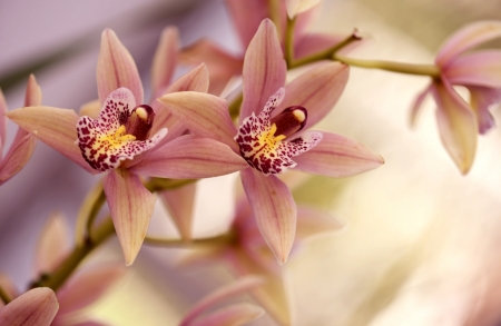 Orchids - yellow, soft, red, green, orchid, flower, pink