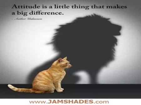 Attitudes - cats, care, animal, life