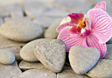 Love - stone, heart, valentine, orchid, couple, love, flower, pink