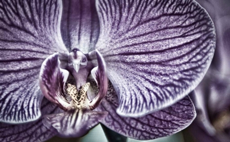 Orchid - white, skin, purple, macro, kiribane, orchid, veins, flower