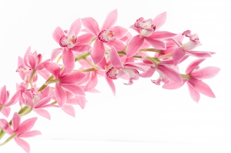 Orchids - white, orchid, flower, pink