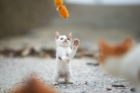 Kitten - feather, animal, cute, sweet, cat, white, playing, kitten, orange