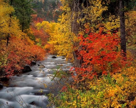 Palisades Creek, Snake River Mountains - fall, water, trees, colors, cascades, autumn