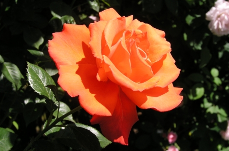 The Alexander Rose - garden, petals, blossom, orange, color