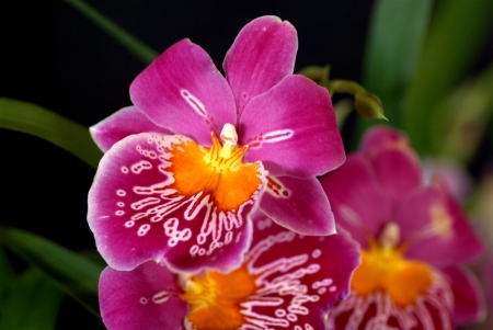 Miltonia - exotic, blossoms, orchid, petals