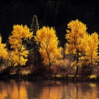 Cottonweed Trees along the Snake Rivert, Idaho