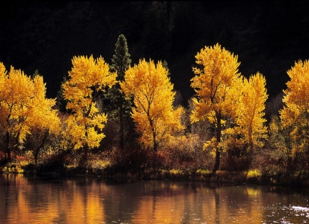 Cottonweed Trees along the Snake Rivert, Idaho - leaves, water, autumn, reflection