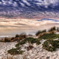 grassy sand dunes on a beach hdr