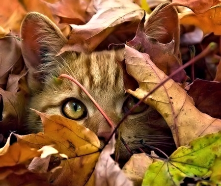 Autumn Cat - cute, Autumn, Cat, Leafs