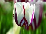 Beautiful Tulip