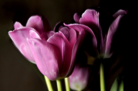 Amazing color - beautiful, tulip, purple, flowwer