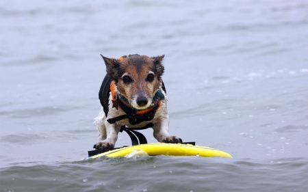 Dog Surfing - dog, water, animals, surfing