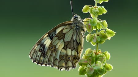 Butterfly - flowers, butterfly, insect, green