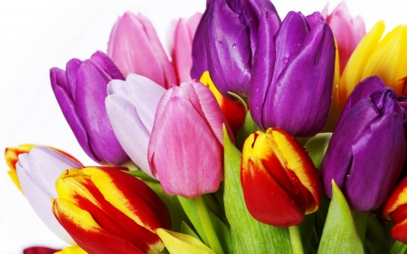 Tulips - Flowers & Nature Background Wallpapers on Desktop Nexus (Image ...