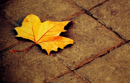 Autumn Leaf - season, leaf, autumn, photography