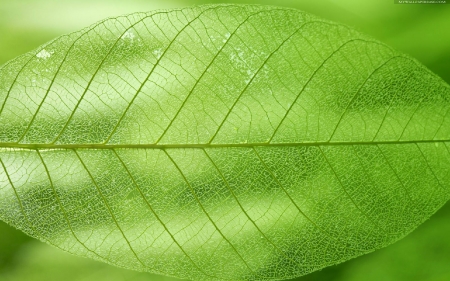 Leaf - macro, veins, leaf, green