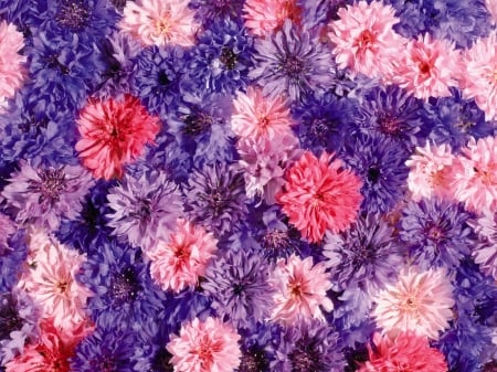 Flowers - carpet, flower, purple, pink, chrysanthemum, skin, autumn