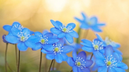 BEAUTIFUL BLUE BLOOMS - flowers, beautiful, blooms, blue