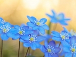 BEAUTIFUL BLUE BLOOMS