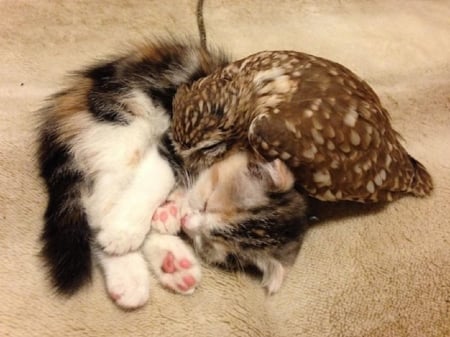 OWL AND THE PUSSYCAT