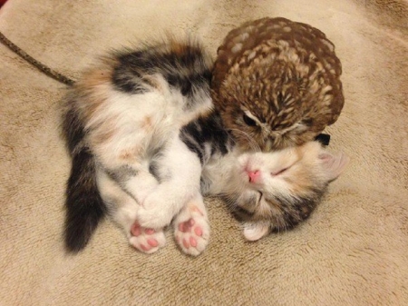 OWL AND THE PUSSYCAT - ANIMAL, KITTEN, NATURE, OWL