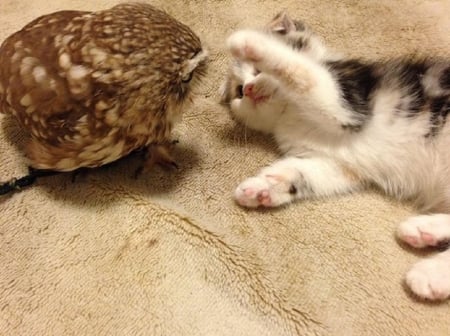 OWL AND THE PUSSYCAT - nature, owl, animals, kitten