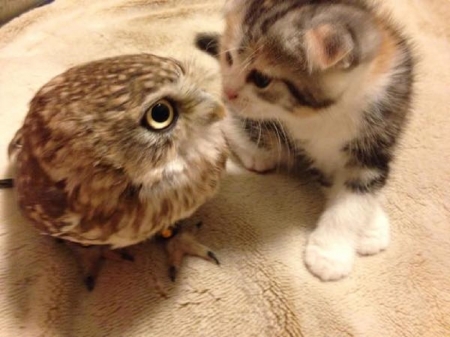 OWL AND THE PUSSYCAT