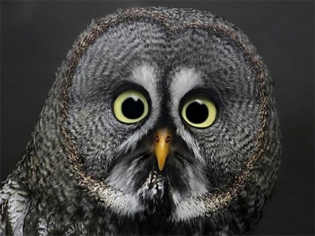 HERE'S LOOKING AT YOU - animal, nature, owl, bird