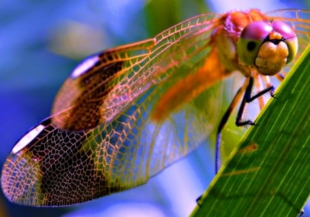 Dragonfly - blue, green, wings, insect, pink, dragonfly