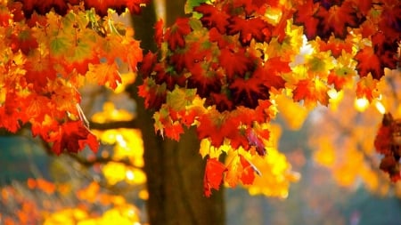 Autumn Tree - leaves, tree, maple, autumn