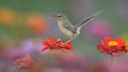 Cute Little Bird - bird, flowers, tail, nature