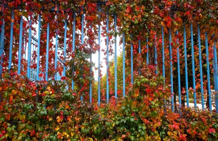 Autumn - Autumn, vines, Fall, fence, leaves