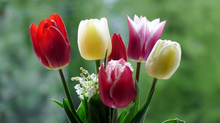 Tulips - tulips, valentines day, leaves, lily of the valley, valentine, flowers, spring