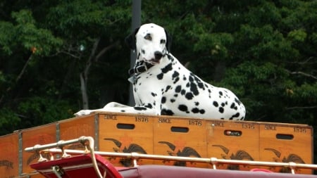 Budweiser Dalmation - wide screen, photography, pet, budweiser, beautiful, dalmation, dog, animal, canine, photo