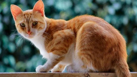 Cat on the Windowsill  - wide screen, cat, photography, feline, pet, window, beautiful, animal, photo