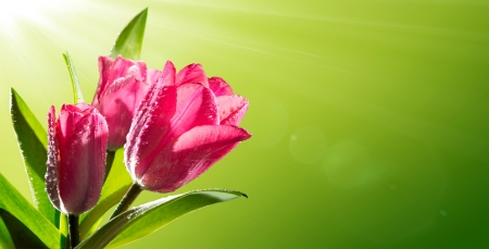 Tulips background - pretty, beautiful, lovely, backgrouns, pink, flowers, tulips, green, macro