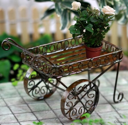 *miniature* - white, ornamental, stroller, roses, wagon, miniature, pot