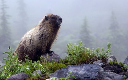 Wildlife IV. - abstract, photography, wilderness, nature, marmot, animals, wildlife, wild, wallpaper