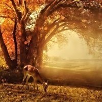 Deer in Autumn Forest