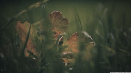 Oak leaf in the grass - autumn, park, leaf, field, wallpaper, meadow, oak leaf, hd, nature, fall, leaves, grass, garden