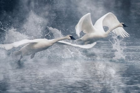 Swans - wings, white, swan, bird, water, flying, splash, blue