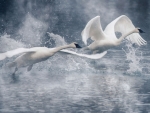 Swans