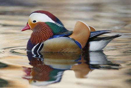 Mandarin duck - white, red, lake, water, black, mandarin duck, orange, green