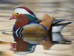 Mandarin duck