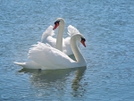 Swans