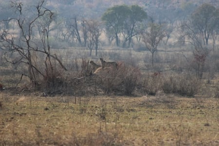 Cliff Top - cheetas, mound, scared, baboons chasing