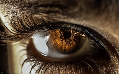 Golden eye - skin, woman, lashes, eye, golden, iris