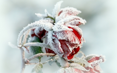 Frozen - white, ice, red, winter, frozen, rose, flower