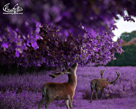 Deer - coarne, cerb, max ellis, pink, horns, caprioara, animal, toamna, purple, autumn, deer, cute, roz