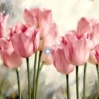 Pink Tulips